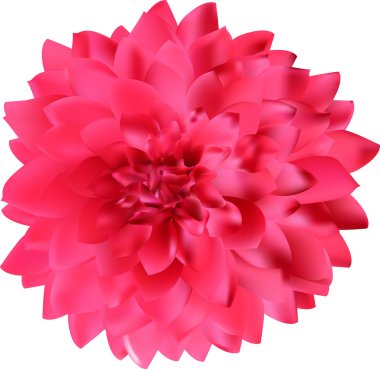 Georgina Pembe çiçek