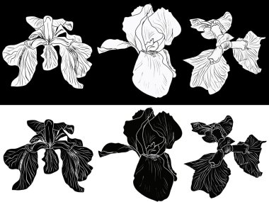 Iris çiçek çizimleri