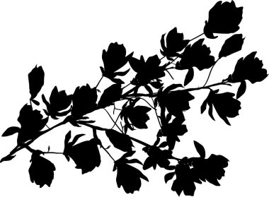 Siyah Manolya çiçeği