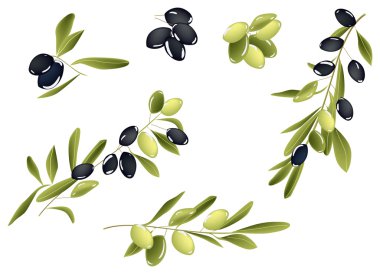 Yeşil ve siyah zeytin