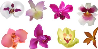 Orkide çiçek