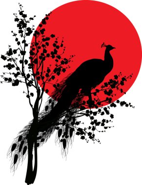 Tavus kuşu siluet