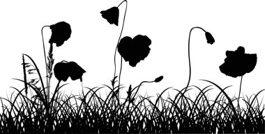 haşhaş çiçekleri