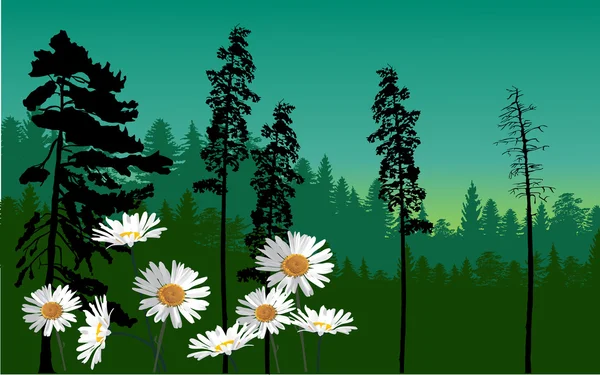 Fleurs de camomille — Image vectorielle