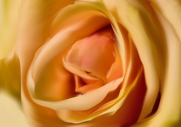 Yellow rose flower — Stock Vector