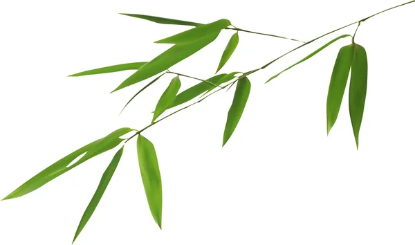 Bamboo  branch — Stock Vector