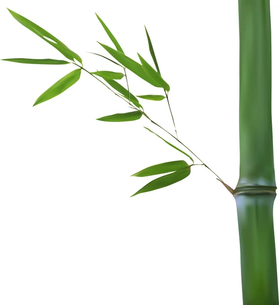 Bambu gren — Stock vektor