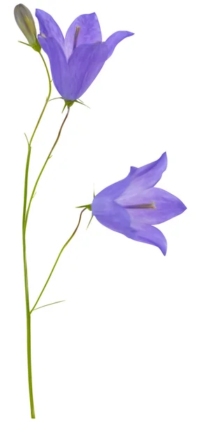 Mavi çan çiçeği — Stok Vektör