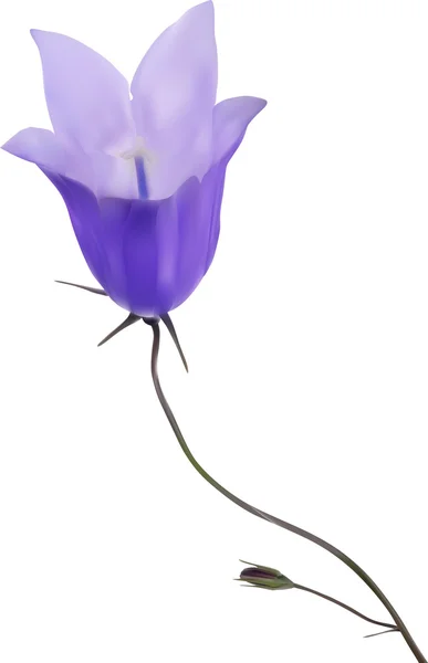 Μπλε campanula — Διανυσματικό Αρχείο