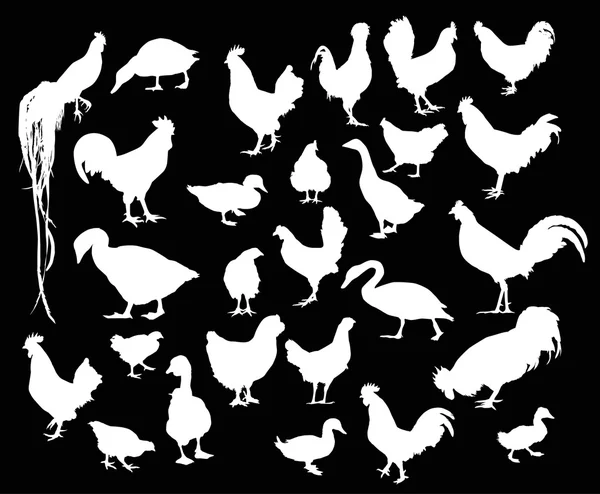 Aves blancas de granja — Vector de stock