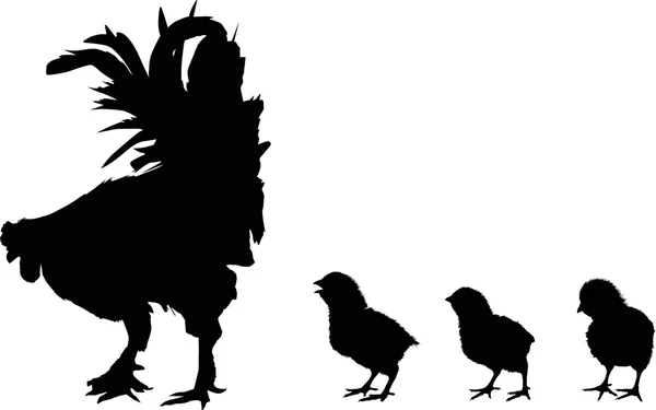 Polli e silhouette di gallo — Vettoriale Stock