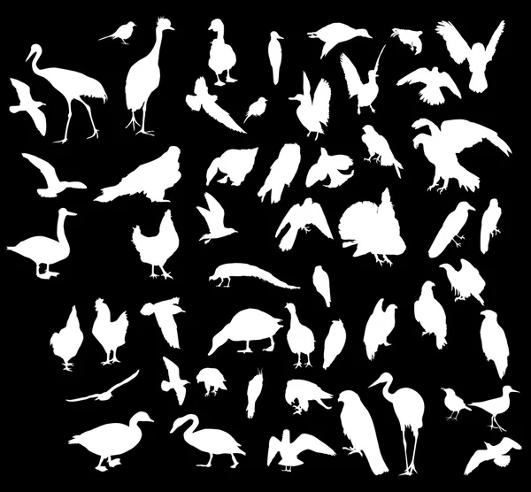 Bird white silhouettes — Stock Vector