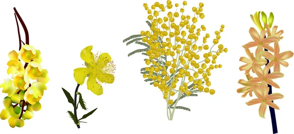 黄色的花朵 — 图库矢量图片