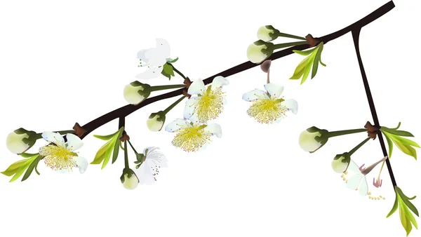 Rama de árbol de primavera — Vector de stock