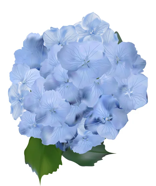 Blue flowers blossom — Stock Vector