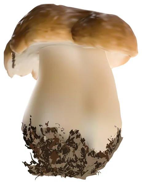 Белые грибы — стоковый вектор