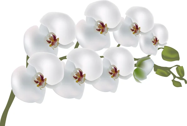 Witte orchidee bloem — Stockvector