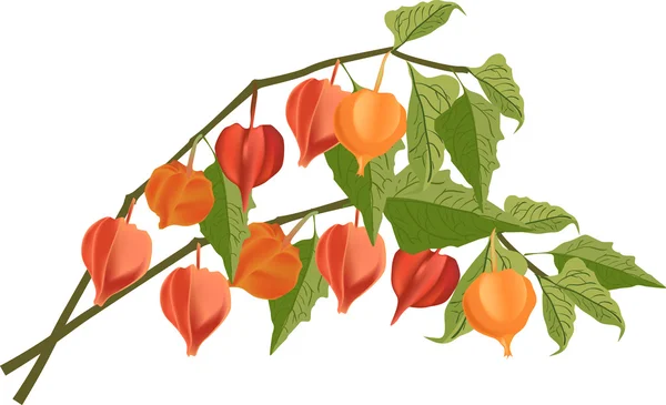 Orange physalis branches — Stock Vector