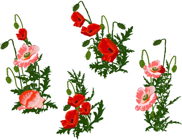 Red poppy flowers — Stock Vector
