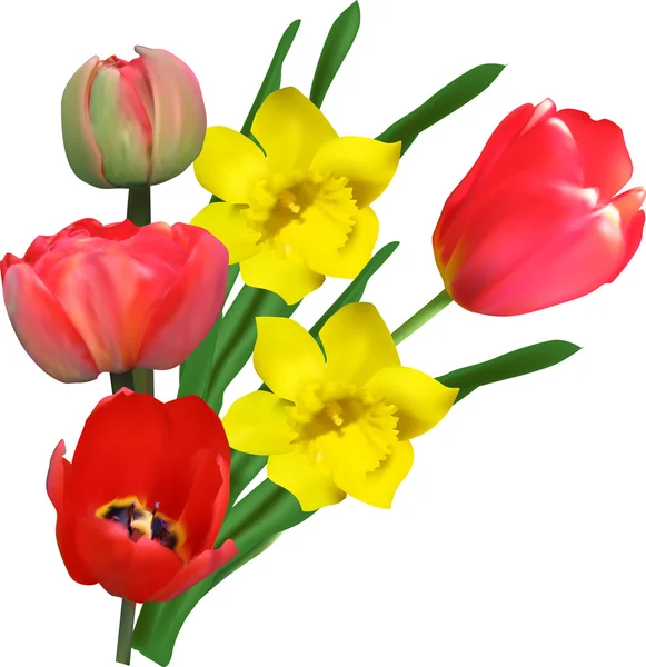 Tulipán rojo y narciso amarillo — Vector de stock