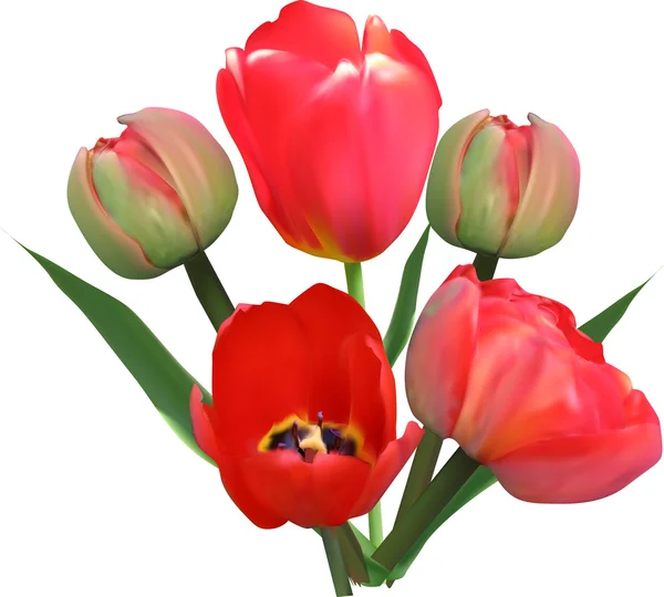 Flores de tulipán — Vector de stock