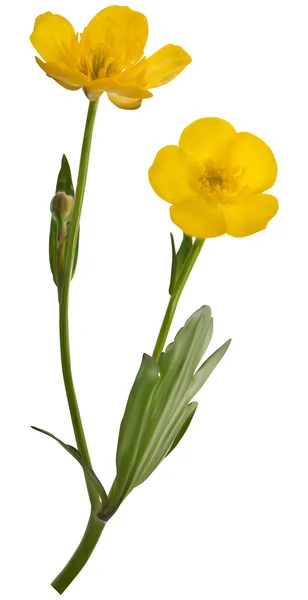 Жовтець квіти — стоковий вектор