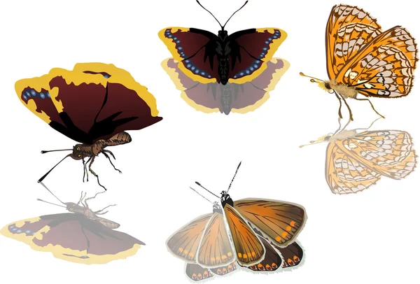 Turuncu ve kahverengi kelebekler — Stok Vektör