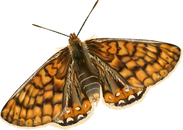 Kahverengi kelebek — Stok Vektör