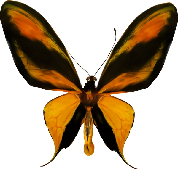 열 대 나비 — 스톡 벡터