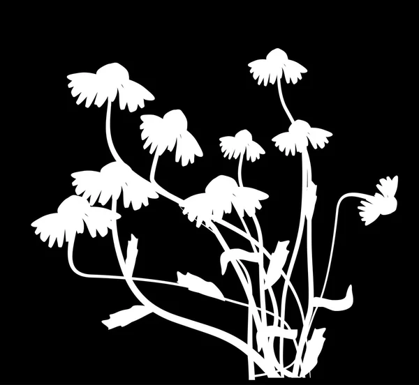 Witte kamillebloemen — Stockvector