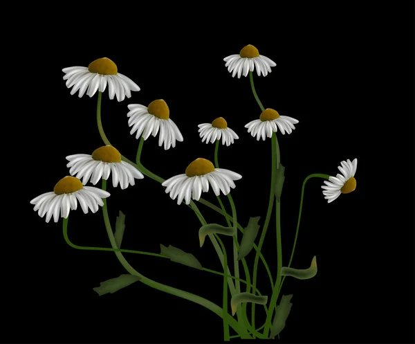 Fleurs de camomille — Image vectorielle