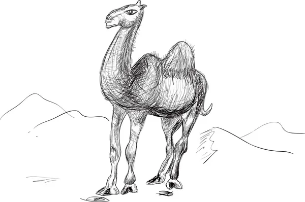 Camel schets — Stockvector