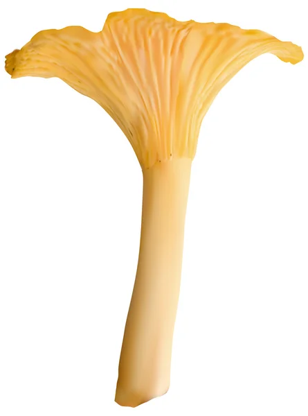 Champiñón chanterelle — Vector de stock