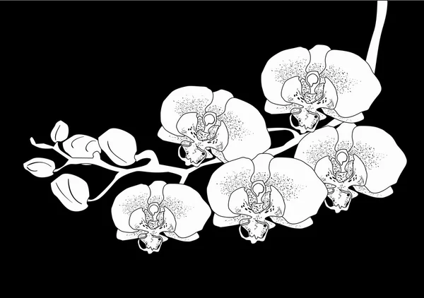 Orchideeën branch — Stockvector