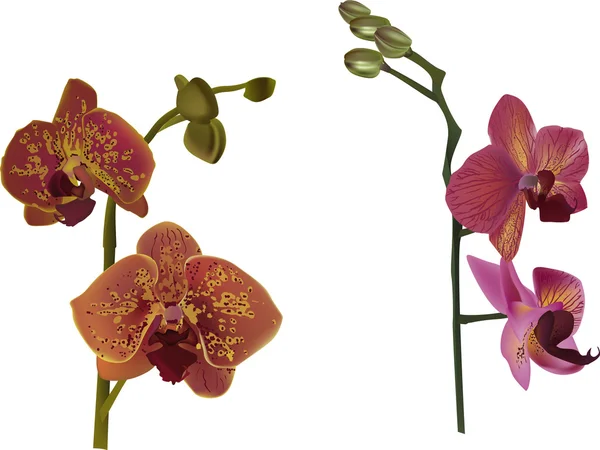 Orchideeëntakken — Stockvector