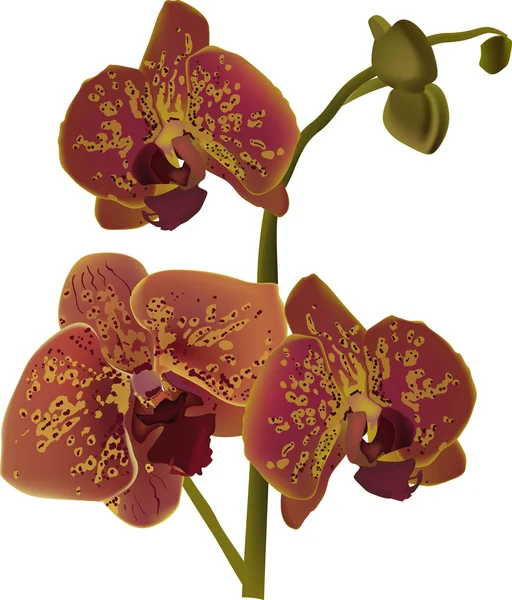 Bruin en geel orchidee — Stockvector