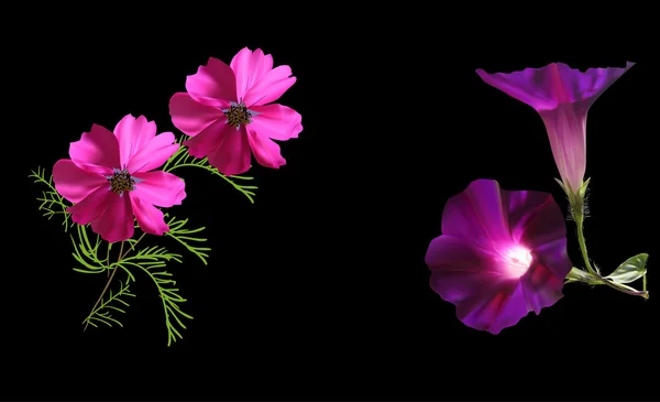 Pembe çiçekler — Stok Vektör
