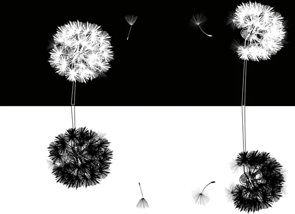 Dandelions on black — Stock Vector