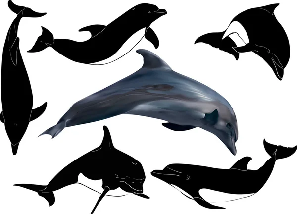 Набор дельфинов — стоковый вектор