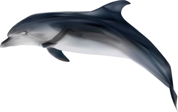 Delfín gris — Vector de stock