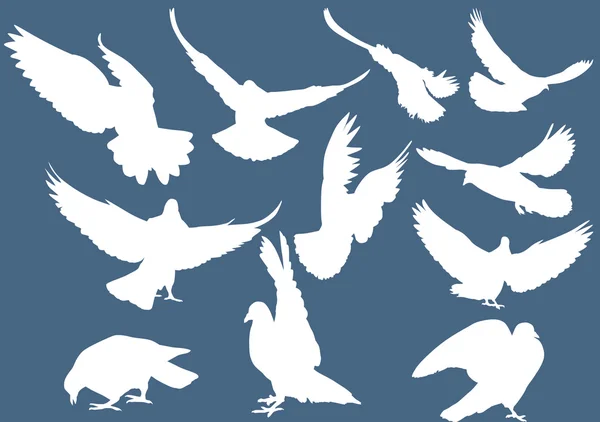 White pigeons — Stock Vector