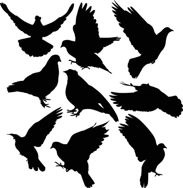 Silhouettes de pigeons — Image vectorielle