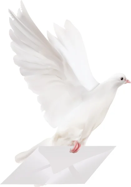 White pigeon — Stock Vector