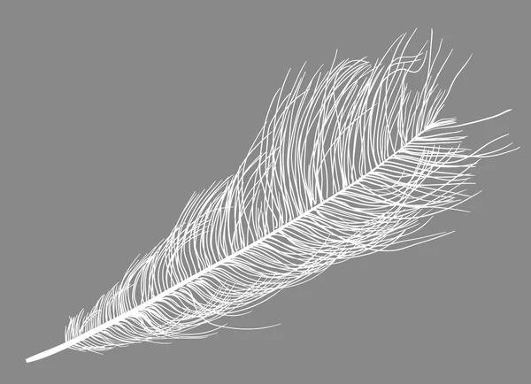 Plume d'autruche — Image vectorielle