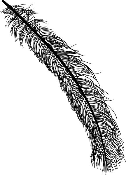 Plume d'autruche — Image vectorielle