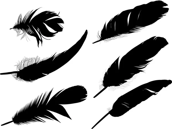 Plumas negras — Vector de stock