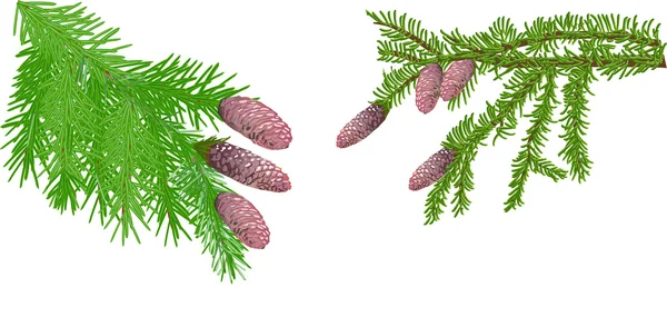 Green fir branches — Stock Vector