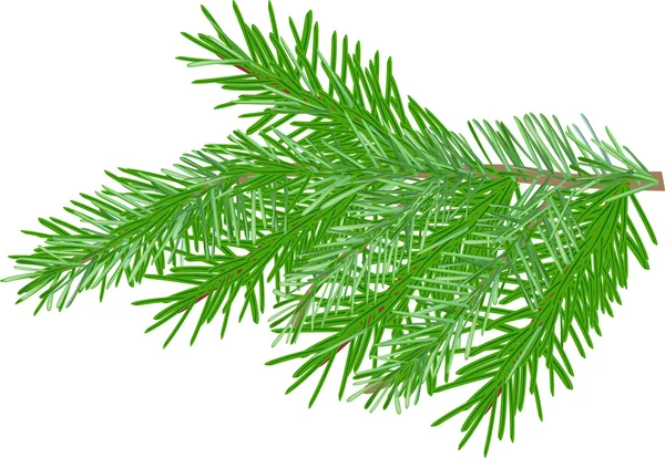 Sapin vert — Image vectorielle