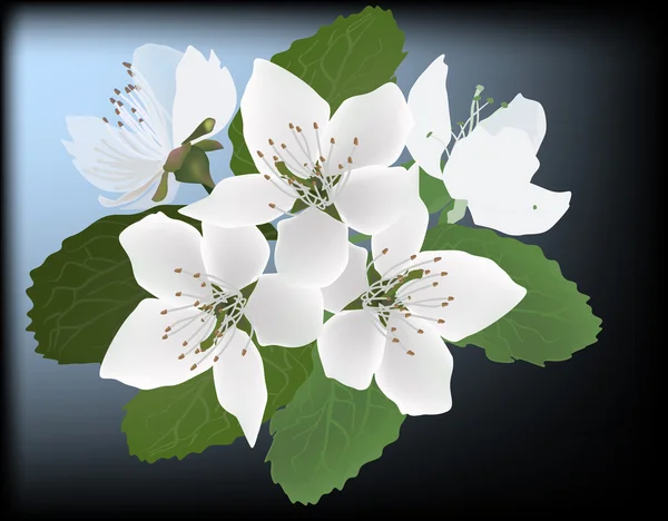 リンゴの木の花 — ストックベクタ