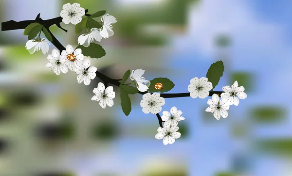 Flor de cerezo y mariquitas — Vector de stock